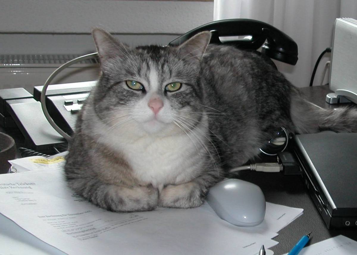 Hilfe, mein Huhn hat&nbsp;Schlappohren